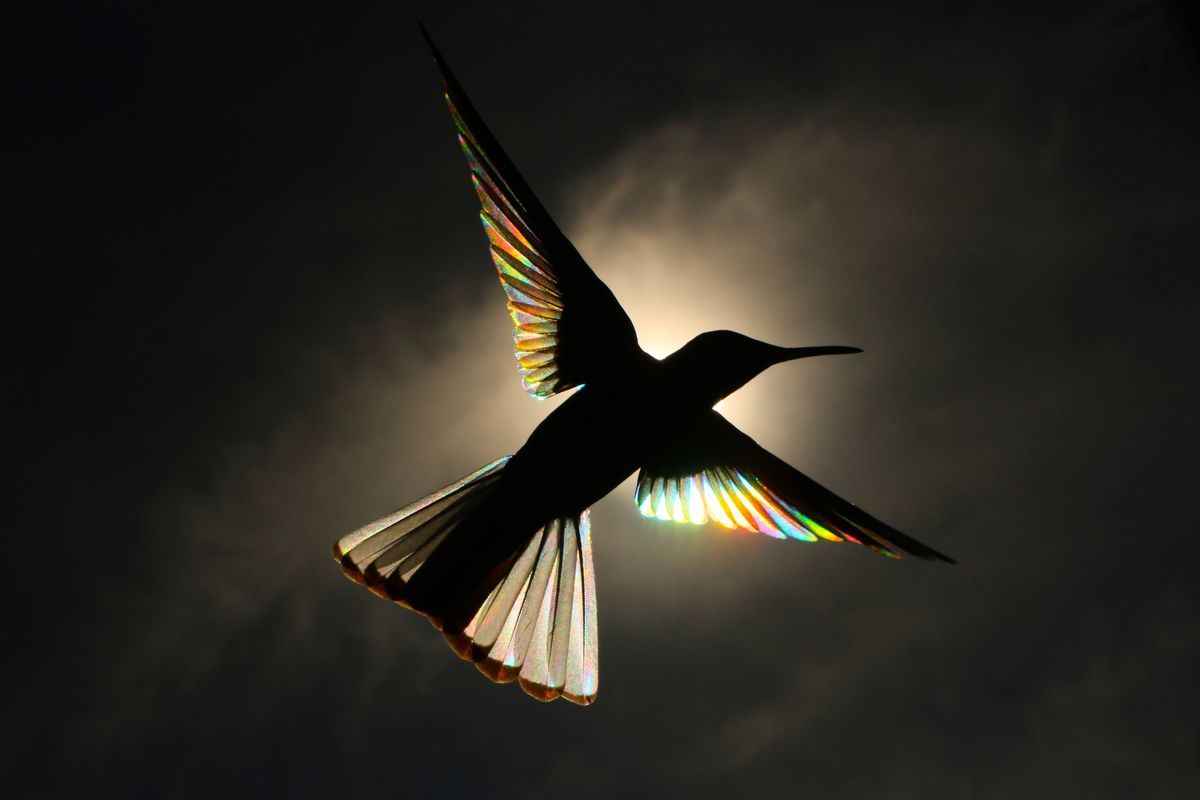 （Christian Spencer提供）
