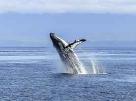 座頭鯨跳出海面 未料撞上美國船隻