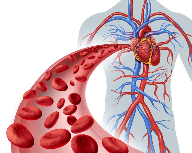 研究表明，心血管疾病的發生始於一氧化氮生成的減少。（Shutterstock）
