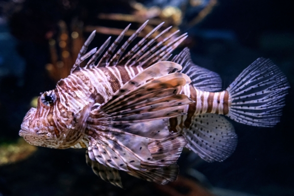 紅海獅子魚大舉入侵 如何成地中海酒館佳餚