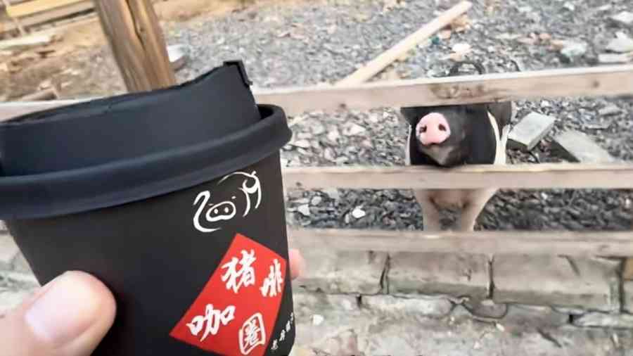 中國「豬圈咖啡」熱潮降溫 行業洗牌開始