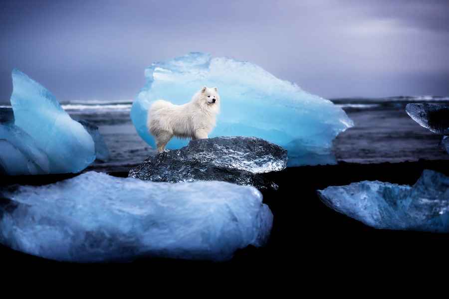 【圖輯】萌犬在北歐極地風光中的風采