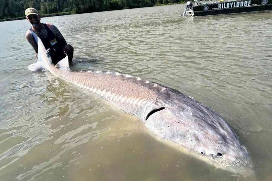 英國垂釣者捕獲11.5呎巨型鱘魚 驚歎不已