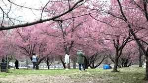 紐約法拉盛草原櫻花搶先盛開 民眾開心遊園
