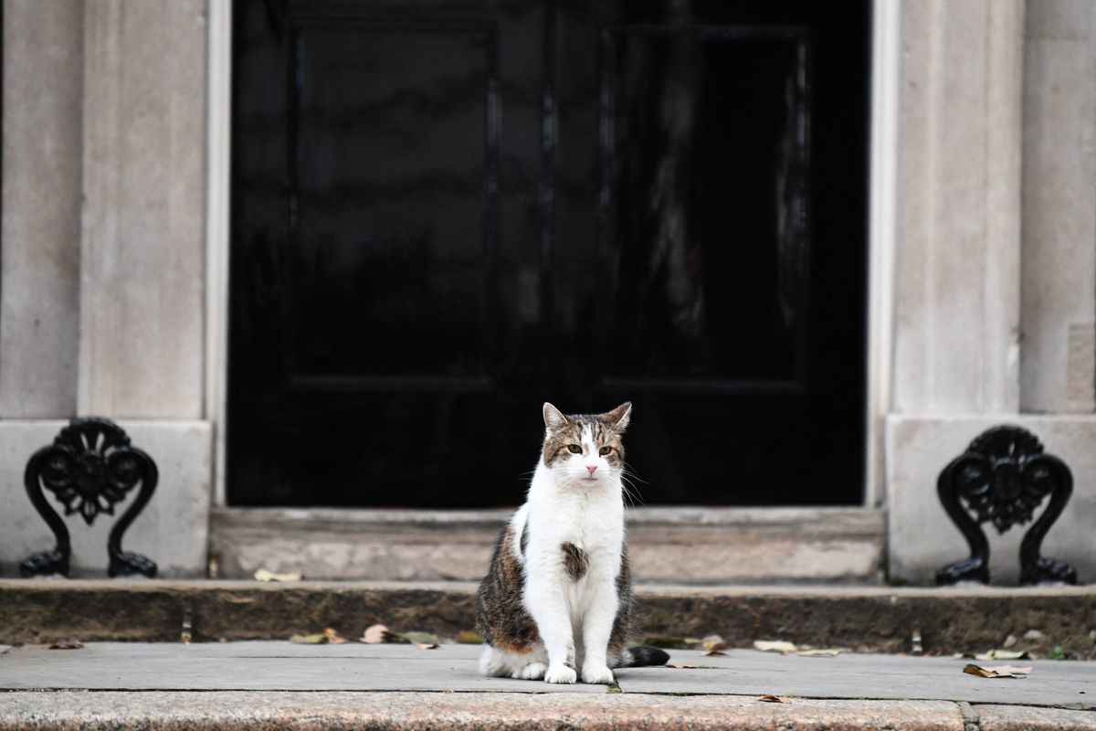 在英國首相約翰遜（Boris Johnson）宣布辭職之後，英國「首席捕鼠官」賴瑞何去何從，引人關注。圖為2021年9月15日，賴瑞坐在英國首相官邸外面。（DANIEL LEAL/AFP via Getty Images）