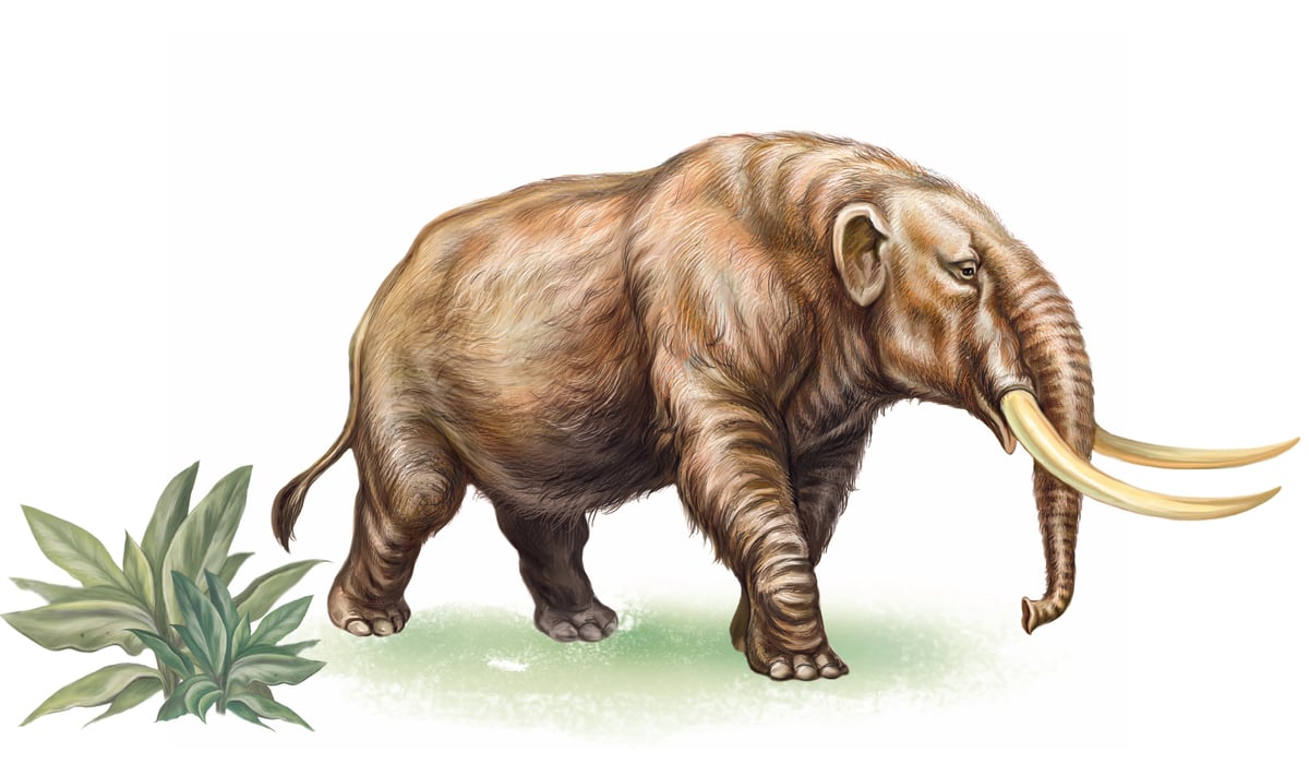 已滅絕乳齒象（mastodon）的寫實畫像。圖為示意圖，和本文無關。（shutterstock）