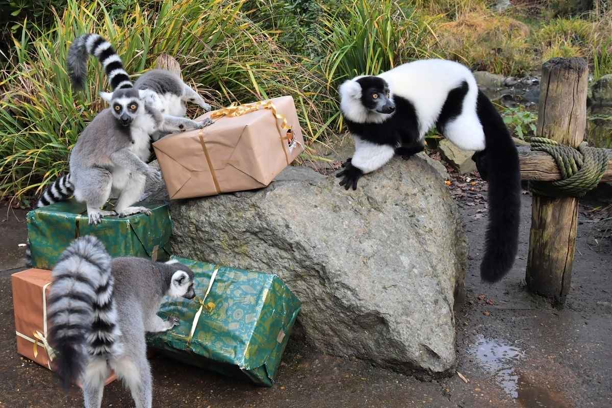 2024年12月23日,法國拉弗萊什動物園(La Fleche Zoo),幾隻環尾狐猴和一隻黑白領狐猴被動物園特意為它們準備的聖誕禮物所吸引。(Jean-François Monier/AFP via Getty Images)