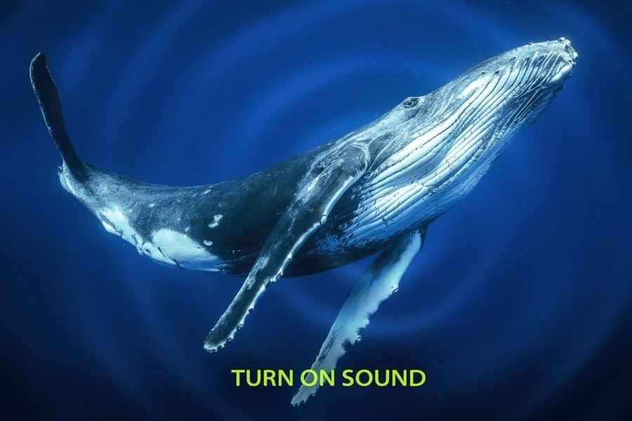 深海中鯨魚的神秘歌聲 科學家探秘