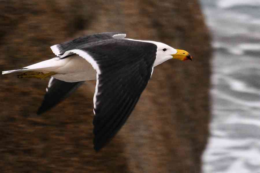 澳洲野鳥禽流感病例激增 專家警告病毒傳人風險