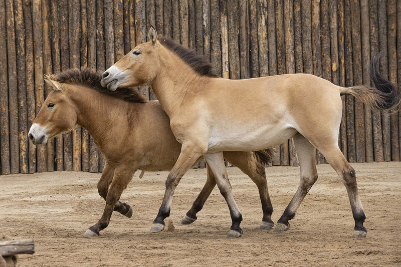 聖地牙哥野生動物園展出首匹克隆野馬