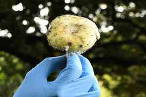 美國野生毒蘑菇致1死21人中毒 加州緊急警告