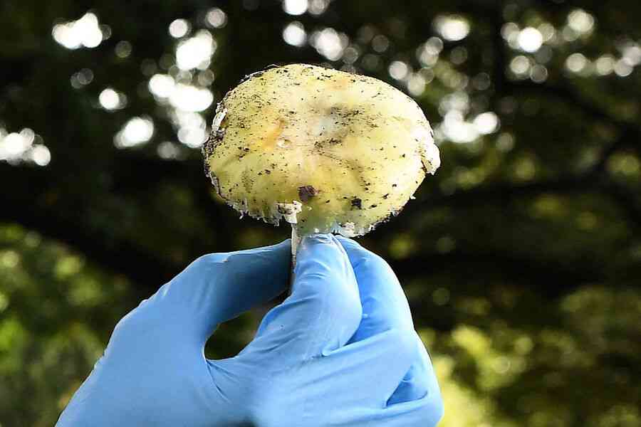 美國野生毒蘑菇致1死21人中毒 加州緊急警告