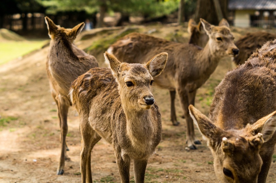疫情下遊客餵食大減 日本奈良鹿四處找吃的