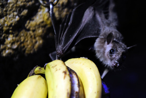 雲南蝙蝠現新病毒 可感染人類 嚴重可致命