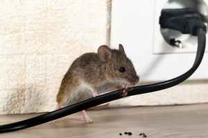 【移英Tips】老鼠為何冬天搬進你家？ 該如何預防？