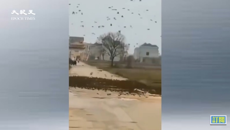 網傳江西鄱陽一個村莊出現數萬隻麻雀攔路的異象，引起網民熱議。（影片擷圖）