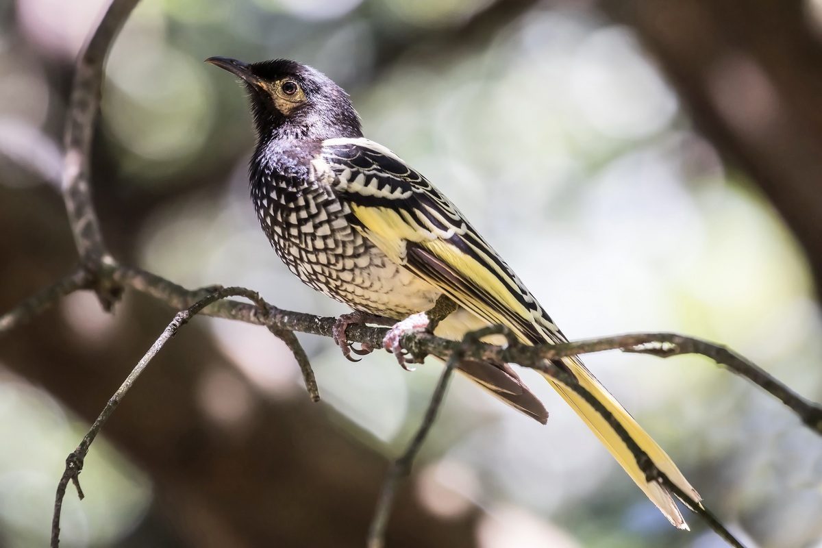 科學家表示，澳洲的王吸蜜鳥已忘記如何啼叫求偶，有瀕臨絕種的危險。（Shutterstock）