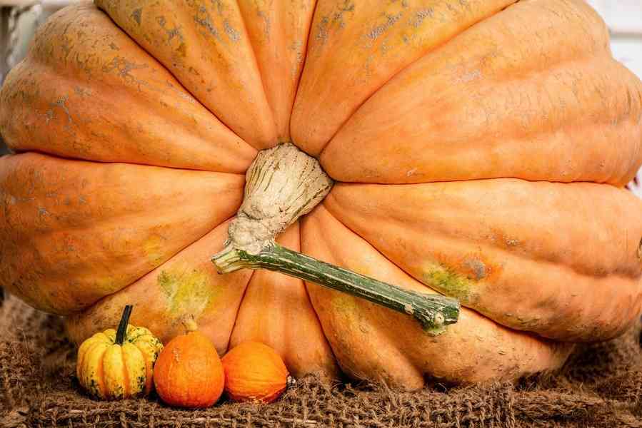 為何南瓜可以長成上千公斤重的巨無霸？