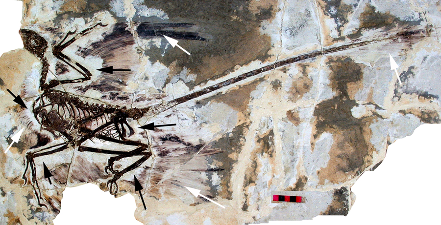 首個直接化石證據顯示恐龍吞食哺乳動物