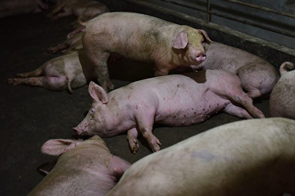 非洲豬瘟在大陸持續肆虐，造成豬肉短缺，中國4月份豬肉進口量同比增長170%。圖為2018年8月10日，河南省一處農場的豬隻。(GREG BAKER/AFP/Getty Images)