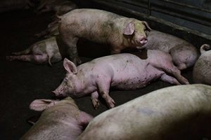 甘肅爆非洲豬瘟 中國4月豬肉進口增長170%