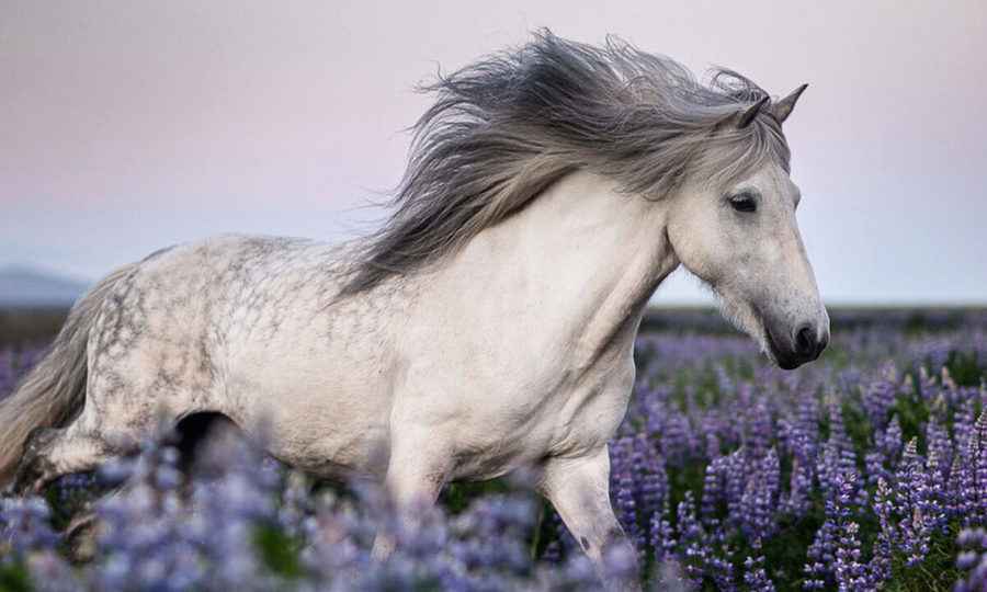 【圖輯】冰島馬與獨特自然景觀的完美組合