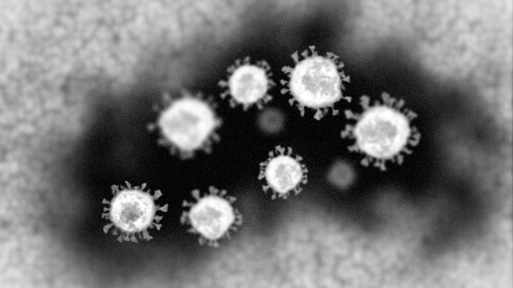 電子顯微鏡下看到的冠狀病毒。（ShutterStock）