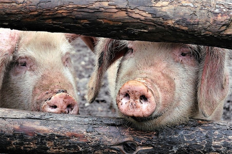 韓國現6例非洲豬瘟 疫情擴散至朝鮮全國