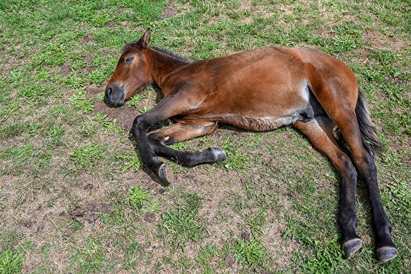 英國寵物馬躺著睡覺還打呼 主人：牠太懶了