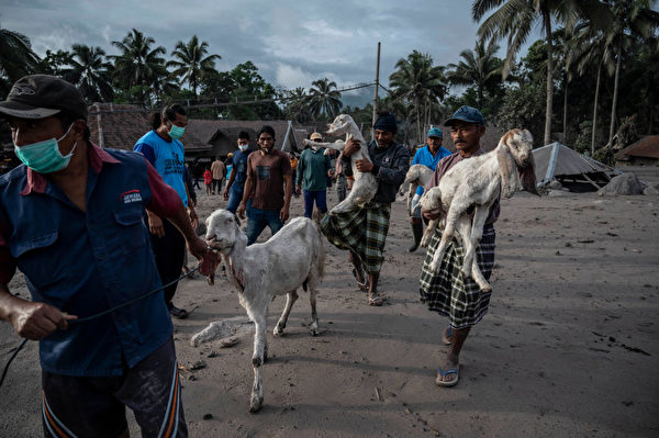 2021年12月5日，村民們帶著牲畜撤離。（JUNI KRISWANTO/AFP via Getty Images）