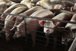 江西運往重慶150頭生豬全染豬瘟 9隻已死亡