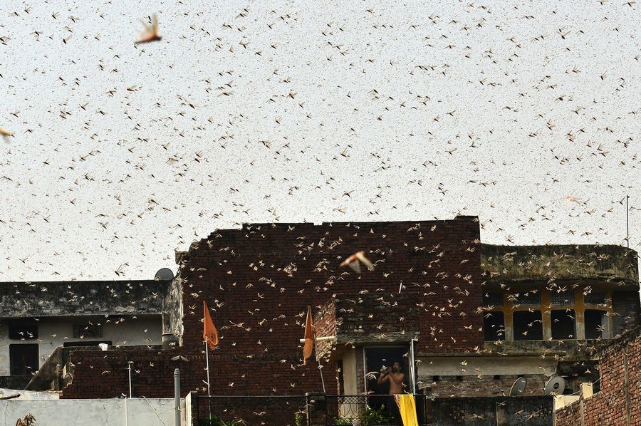 大批蝗蟲入侵印度甘蔗產區 糧食作物面臨威脅