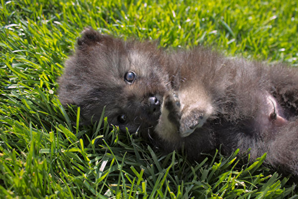 雪松擁有像小熊一樣圓潤的臉，親人的個性。（Shutterstock）