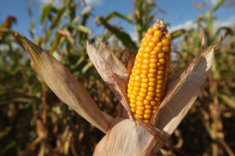 俄烏戰爭將導致穀物減產 中國狂購美國玉米