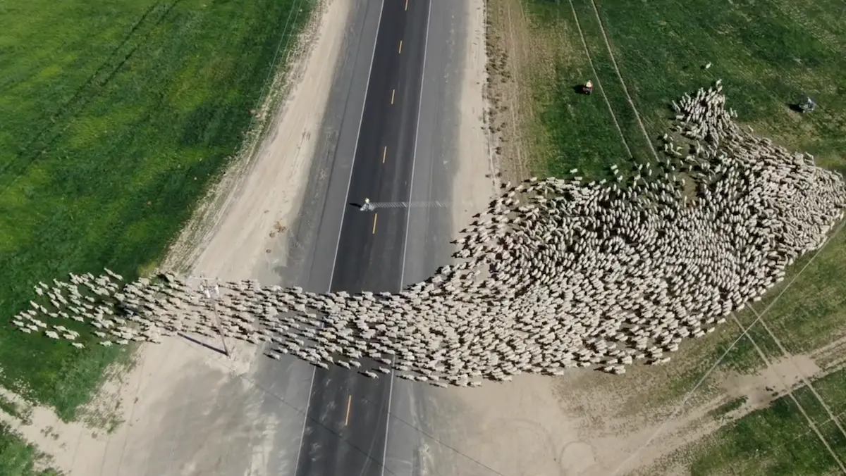 美國華盛頓州一位市長前不久靈動一動，用無人機記錄下一大群羊過馬路的罕見時刻。（奧賽羅市提供）