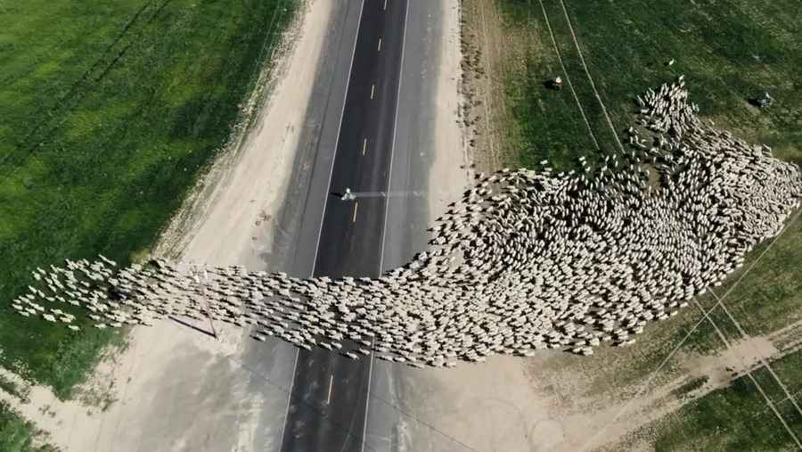 無人機記錄大批羊群過馬路 場面異常壯觀