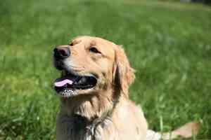 為甚麼小狗會有口臭？ 應該怎麼辦？