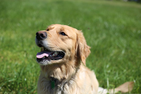 為甚麼小狗會有口臭？ 應該怎麼辦？