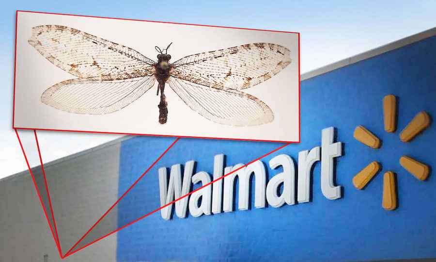 巨型昆蟲現美國超市牆上 真實身份太驚人