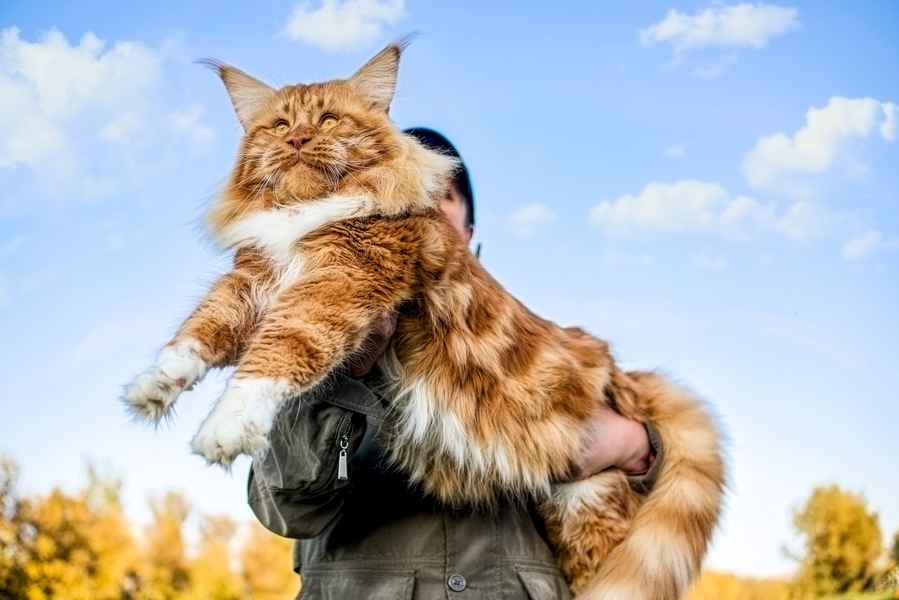 這隻巨型緬因貓太大 相當9歲孩子平均身高