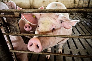 大陸豬肉價格跌近24% 逼近豬企自繁自養成本線