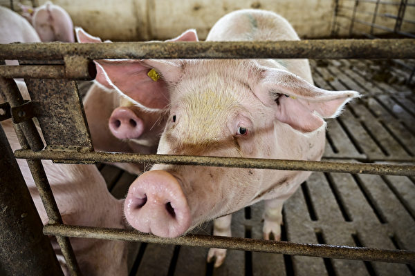 大陸豬肉價格跌近24% 逼近豬企自繁自養成本線