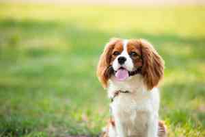 哪些犬種適合初次養狗者？ 專家推薦這7種