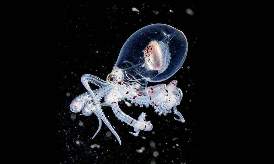 【圖輯】台灣攝影師漆黑水域捕捉到的海洋生物