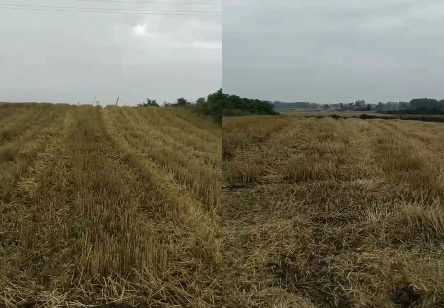 河南維權人士邢望力家中已經成熟的1畝多小麥，近日在當局「雪亮工程」的監控下被盜收。（受訪者提供／大紀元合成）