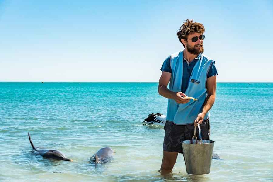 海豚天天來 西澳海灘讓遊客體驗餵食樂趣