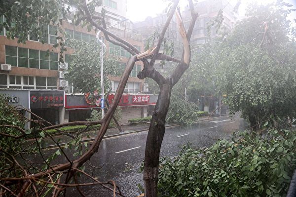 颱風「杜蘇芮」給中國多地帶來暴雨，北京已經撤離逾3,000人。圖為2023年7月28日，「杜蘇芮」登陸福建後，樹木受損的情況。（AFP）