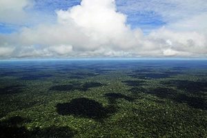 深陷債務 厄瓜多爾出售亞馬遜雨林給中企
