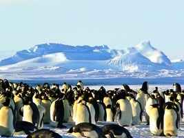 專家：南極溫和帝企鵝到2050年或幾乎絕跡