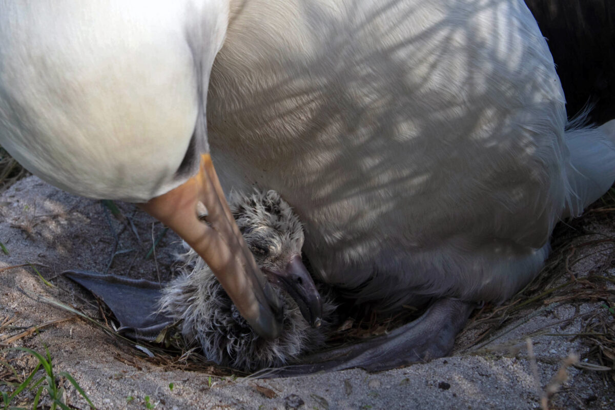 現年70歲的黑背信天翁「智慧」近期它又孵化出一隻雛鳥，令自然專家感到相當驚訝！ （Jon Brack/Friends of Midway Atoll提供）